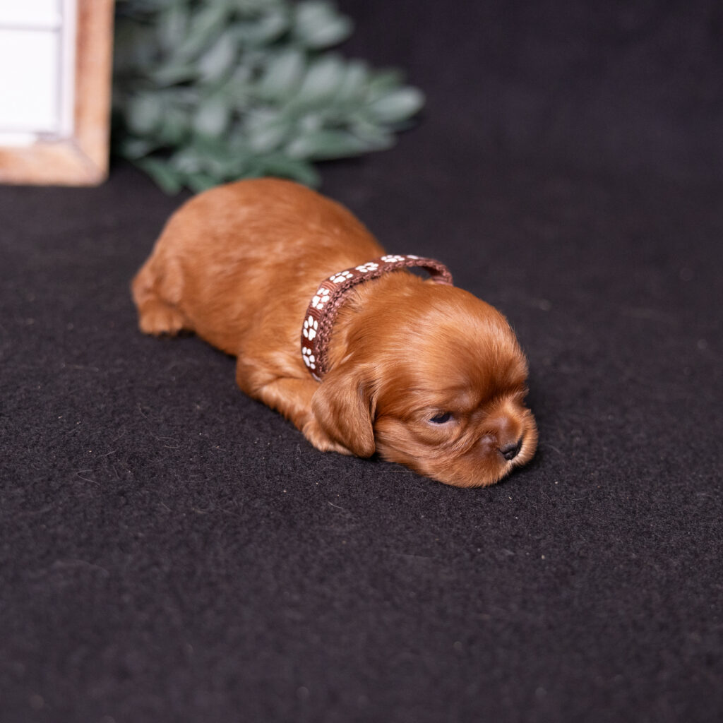 local cavalier king charles spaniel breeders lancaster