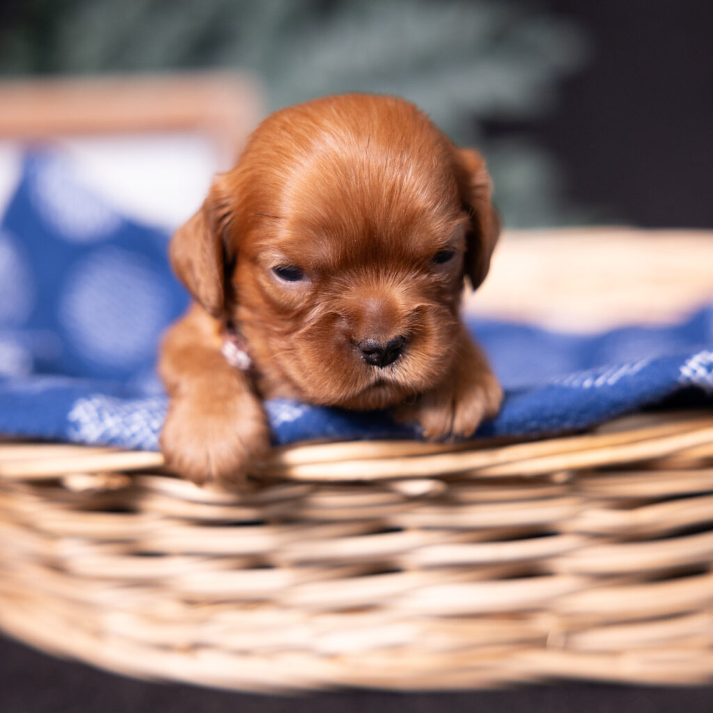 local cavalier king charles spaniel breeders near me