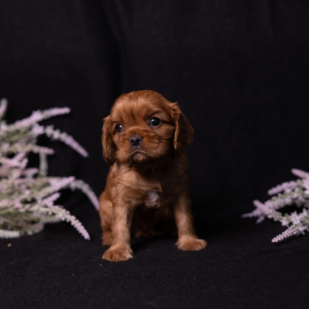 local cavalier king charles spaniel breeders pa