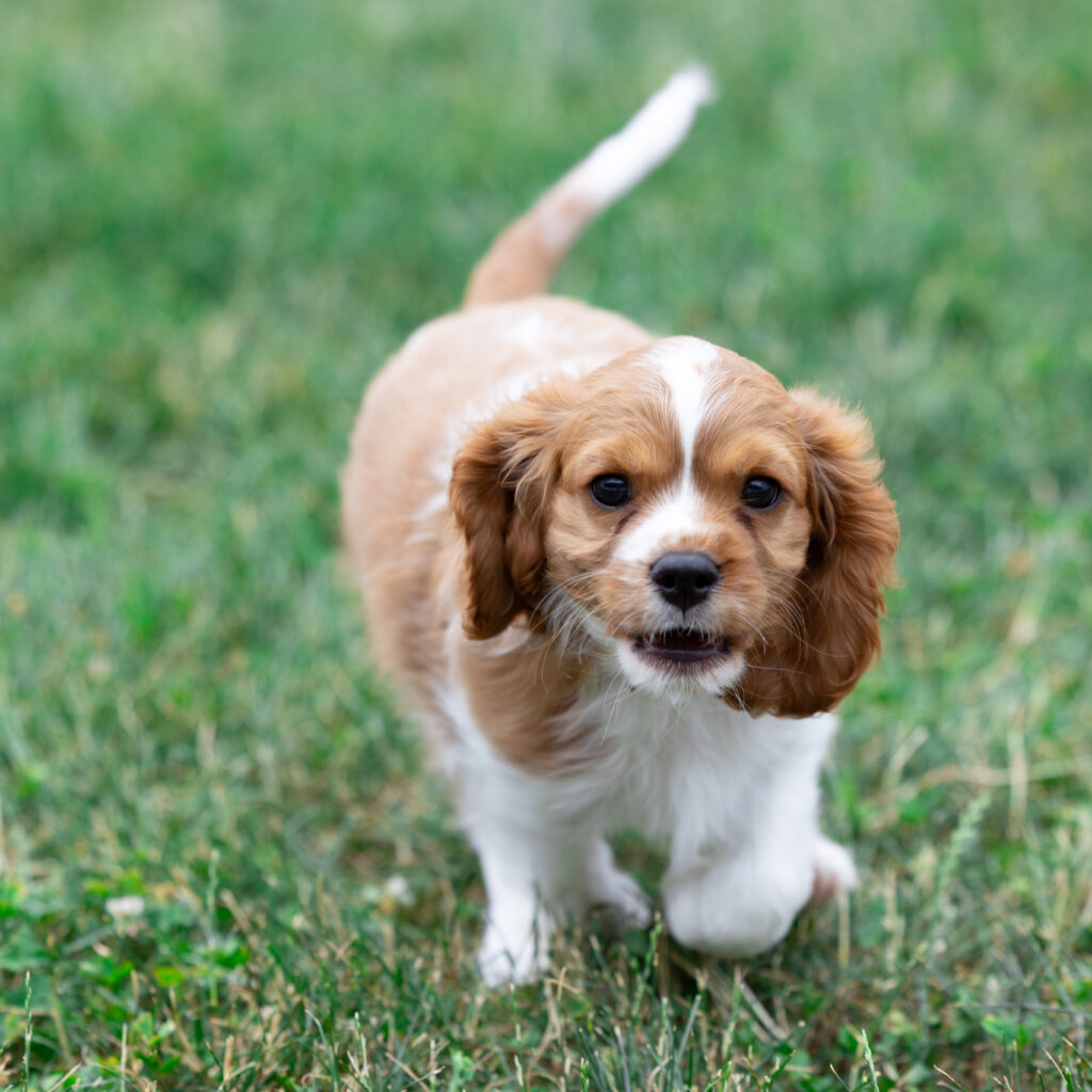 male blenheim cavalier puppies pennsylvania