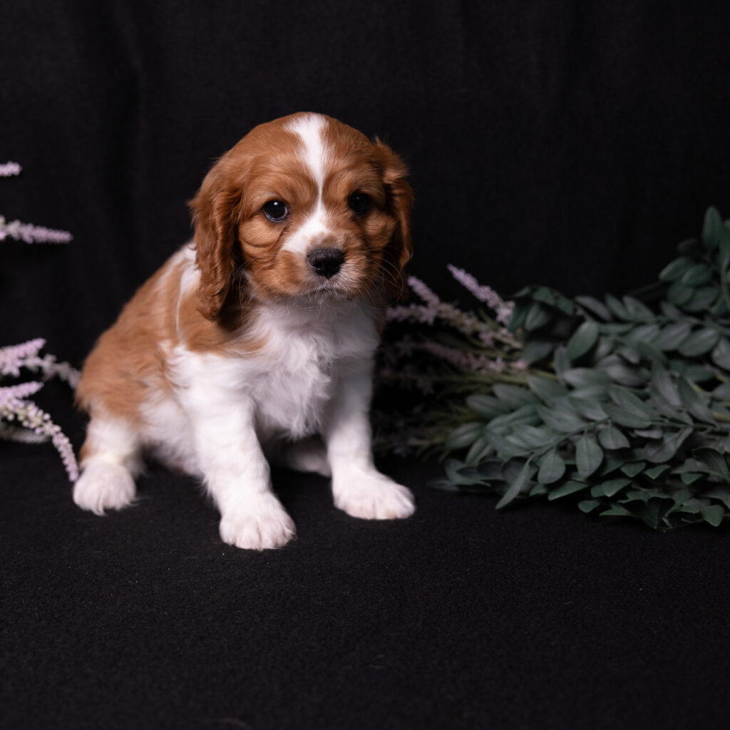 male blenheim cavalier puppy