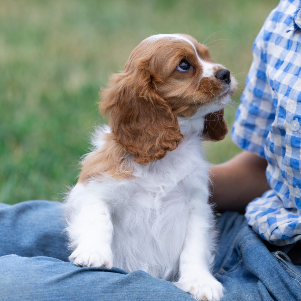 male blenheim cavalier puppy