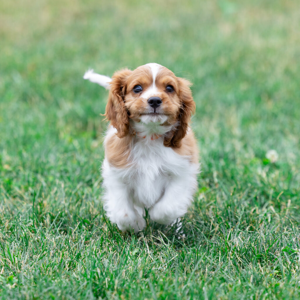 male blenheim cavalier puppy for sale