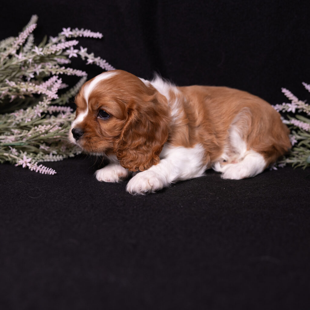 male blenheim cavalier puppy pa