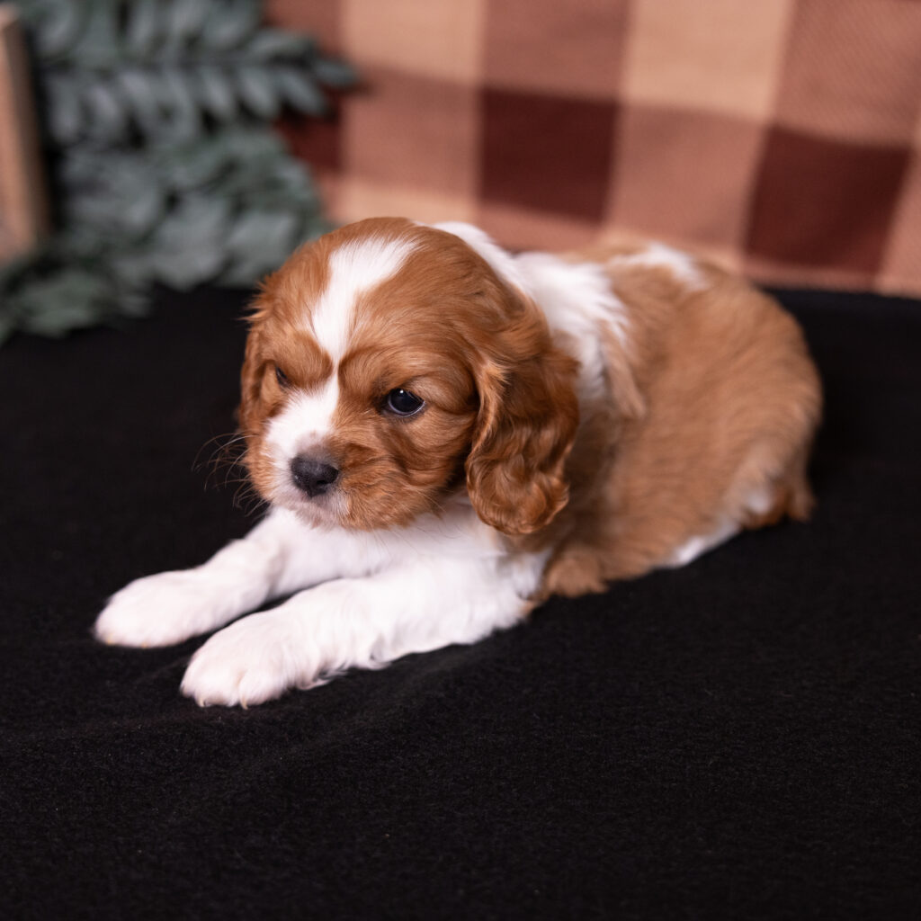 male blenheim cavalier puppy pa