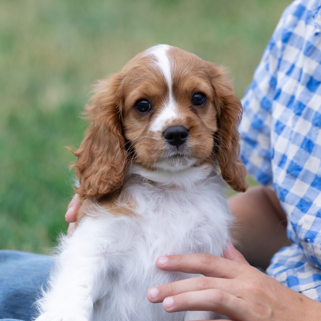 male blenheim cavalier puppy pa