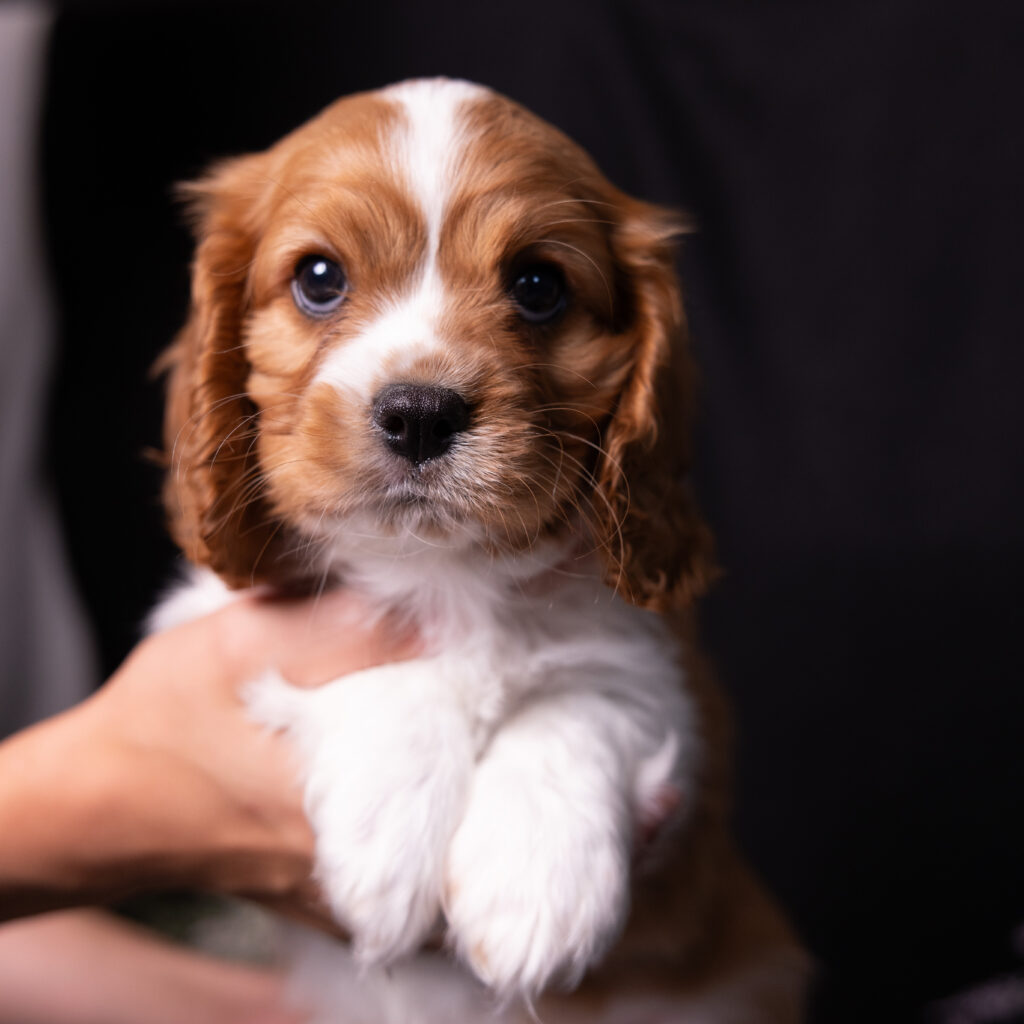 male blenheim cavalier puppy pennsylvania