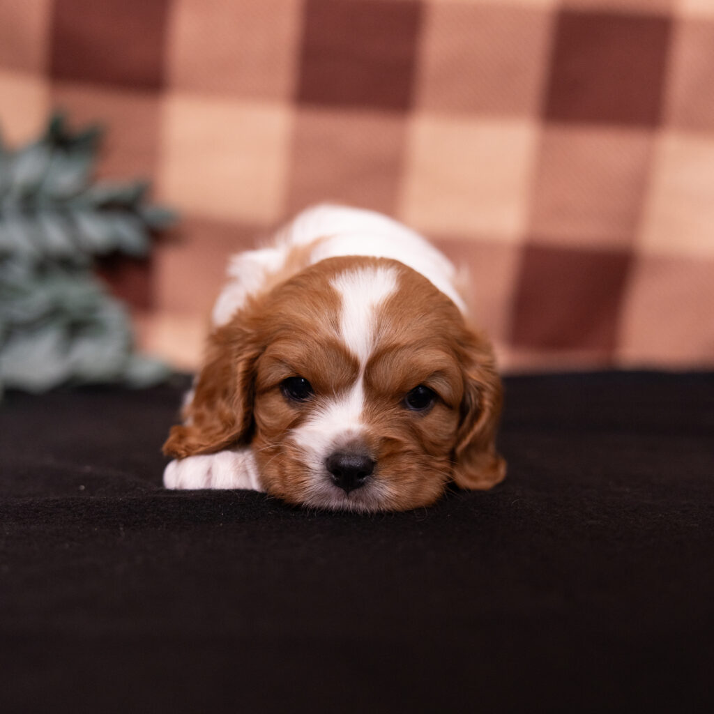 male blenheim cavalier puppy pennsylvania
