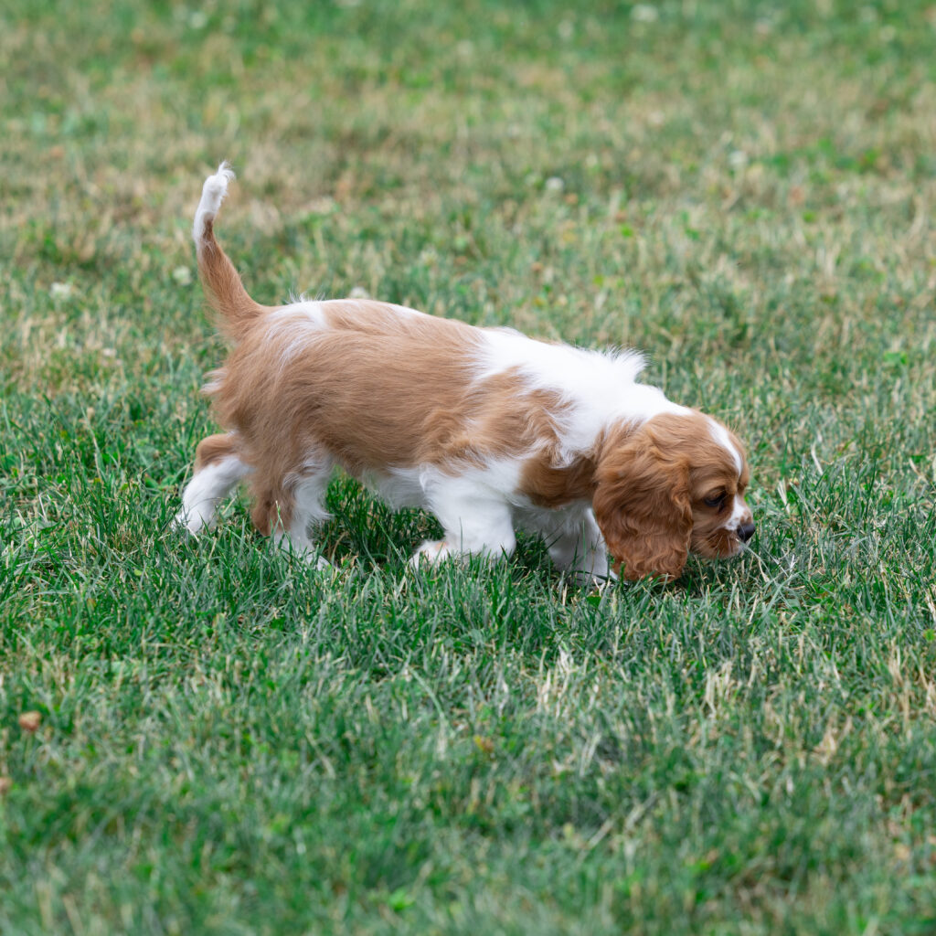 male blenheim cavalier puppy pennsylvania