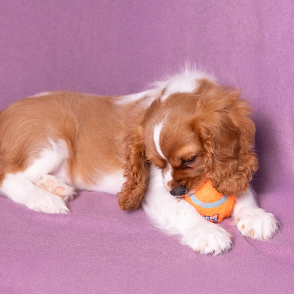 male blenheim cavalier puppy pennsylvania