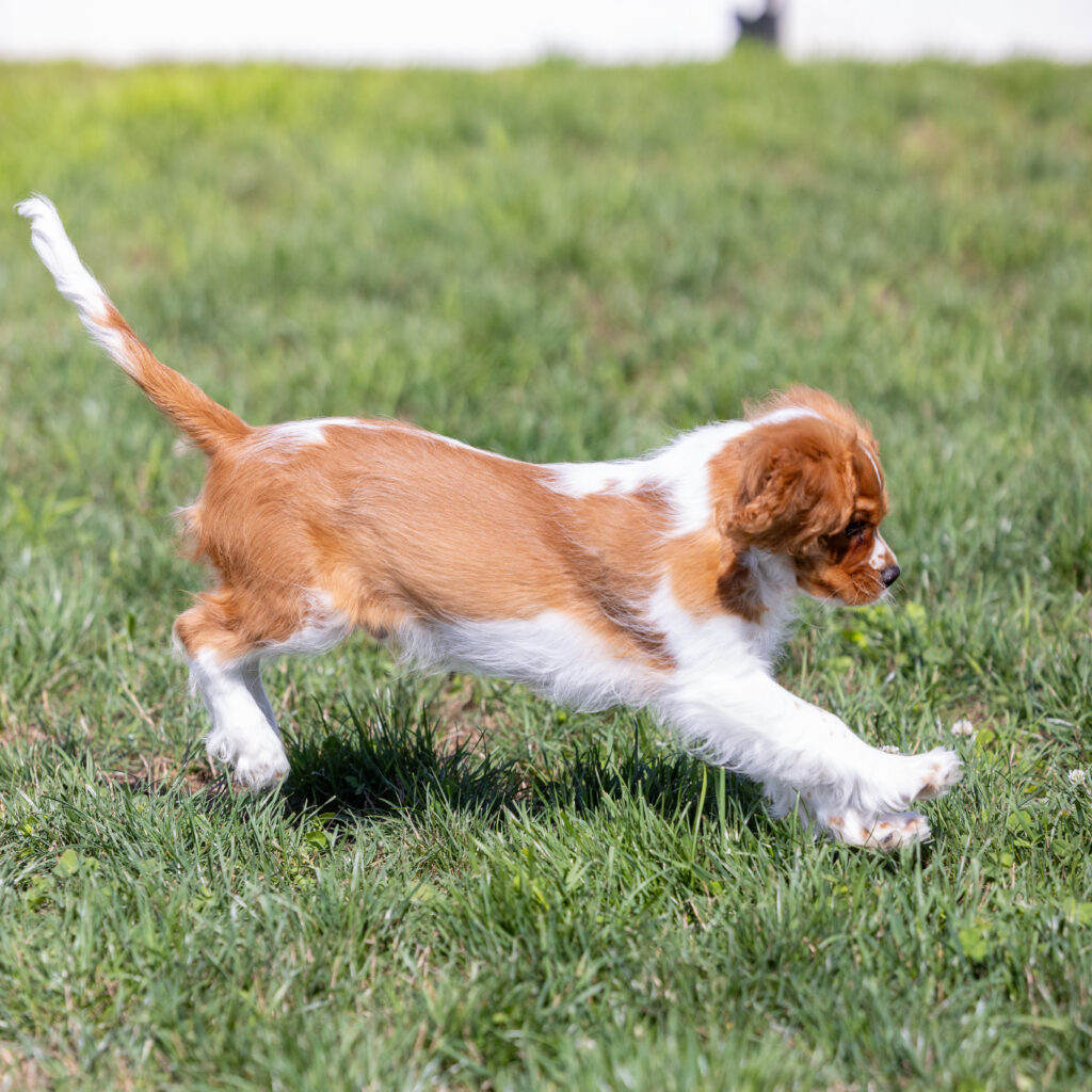 male blenheim cavalier puppy pennsylvania
