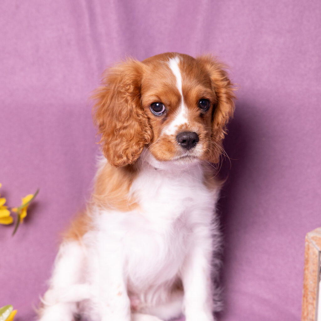 male blenheim cavalier puppy pennsylvania adoption