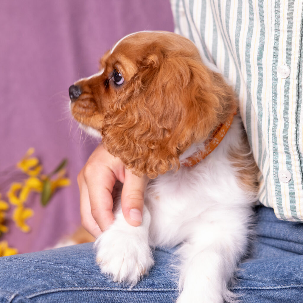 male blenheim cavalier puppy pennsylvania breeder