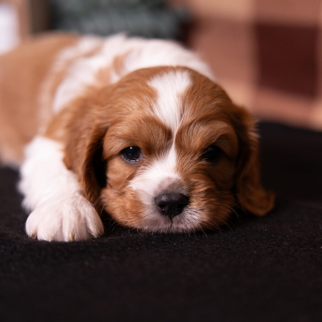male blenheim cavalier puppy pennsylvania breeder