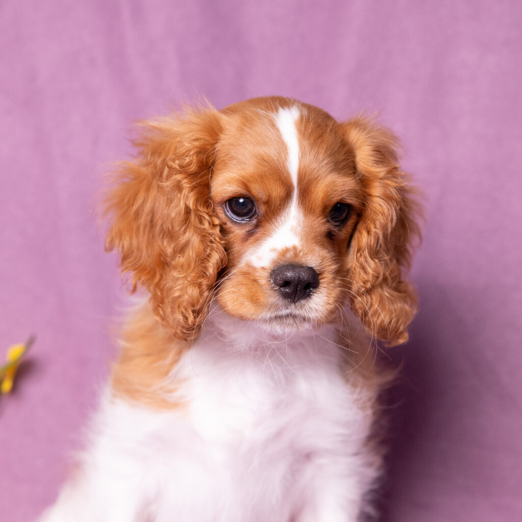 male blenheim cavalier puppy pennsylvania for adoption
