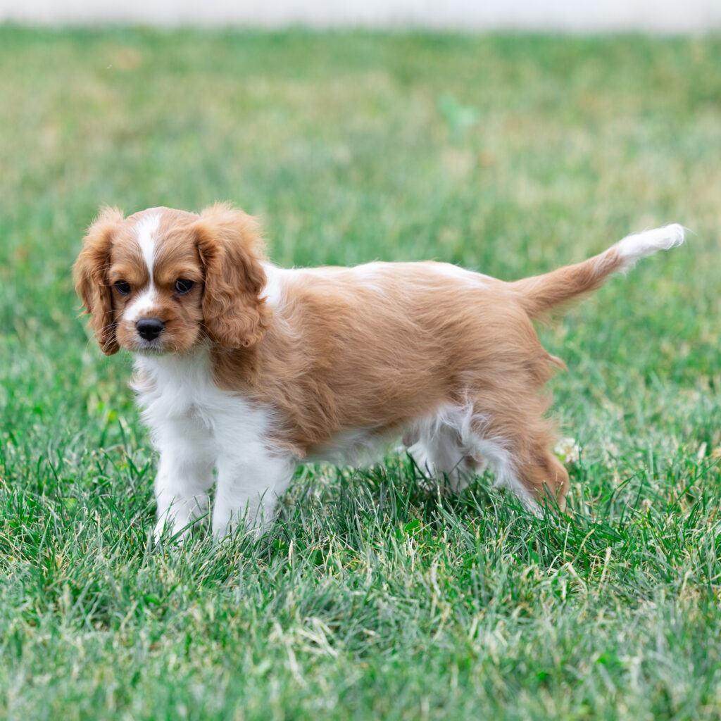 male blenheim cavalier puppy pennsylvania for sale