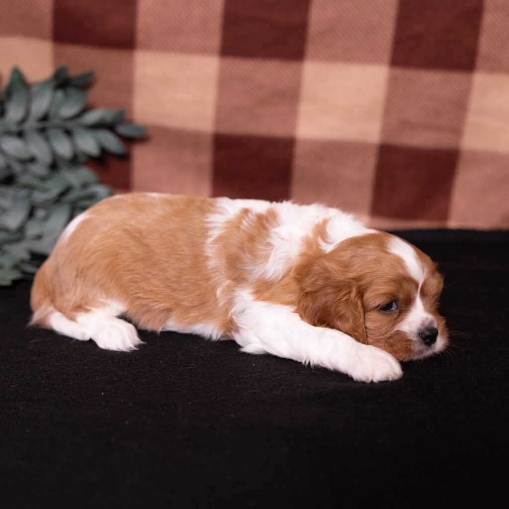 male blenheim cavalier puppy pennsylvania for sale