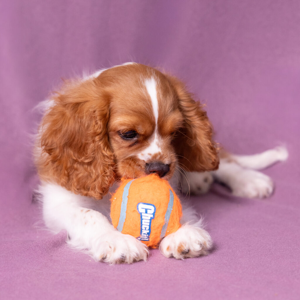male blenheim cavalier puppy pennsylvania for sale