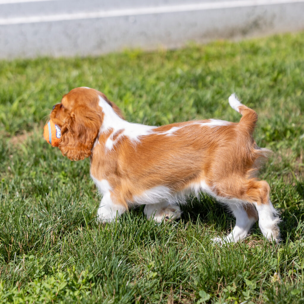 male blenheim cavalier puppy pennsylvania for sale