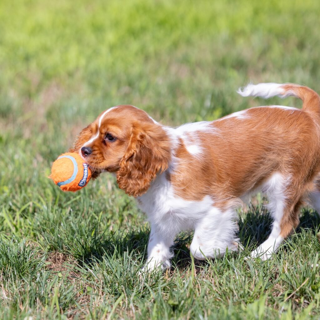 male blenheim cavalier puppy pennsylvania for sale near me