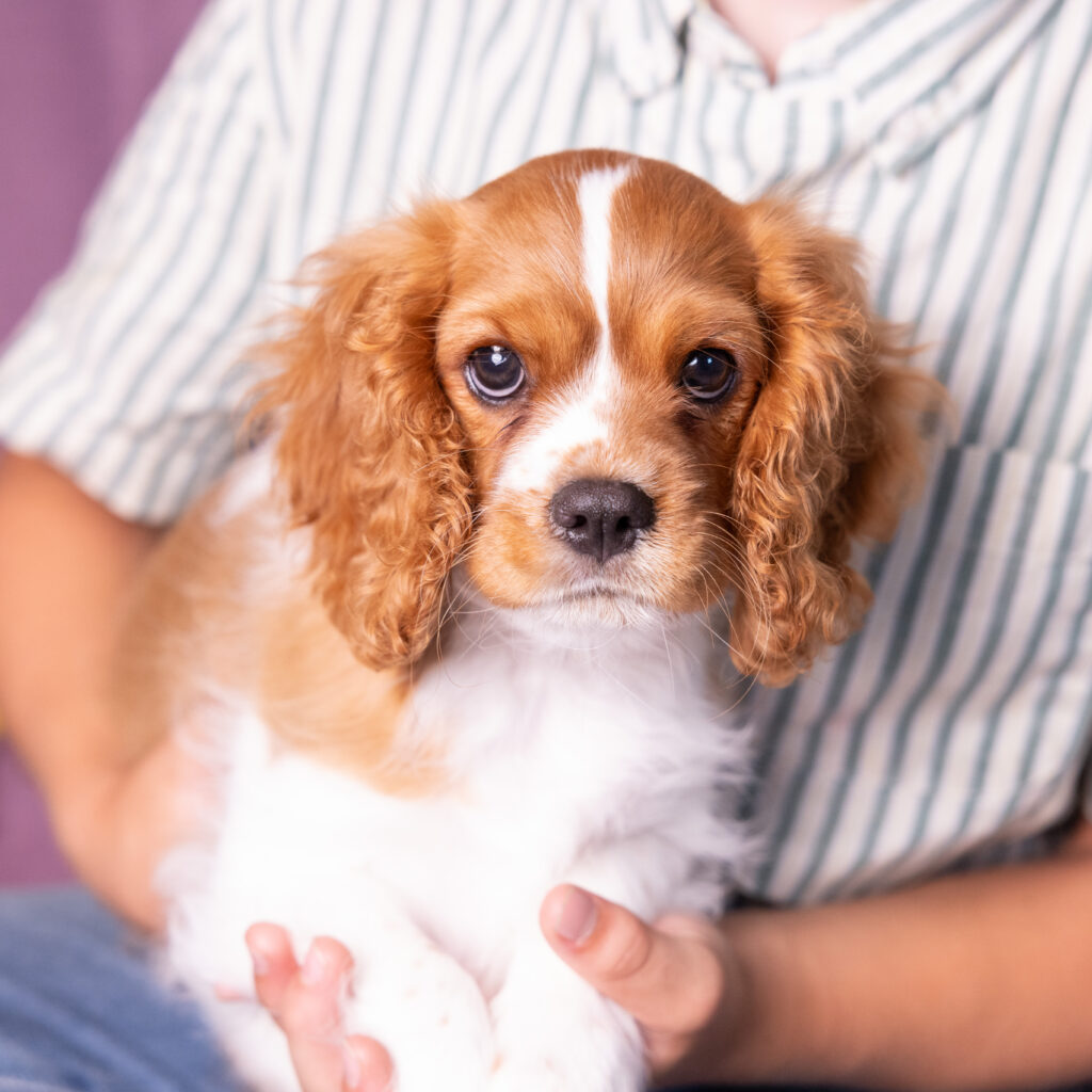 male blenheim cavalier puppy pennsylvania for sale now