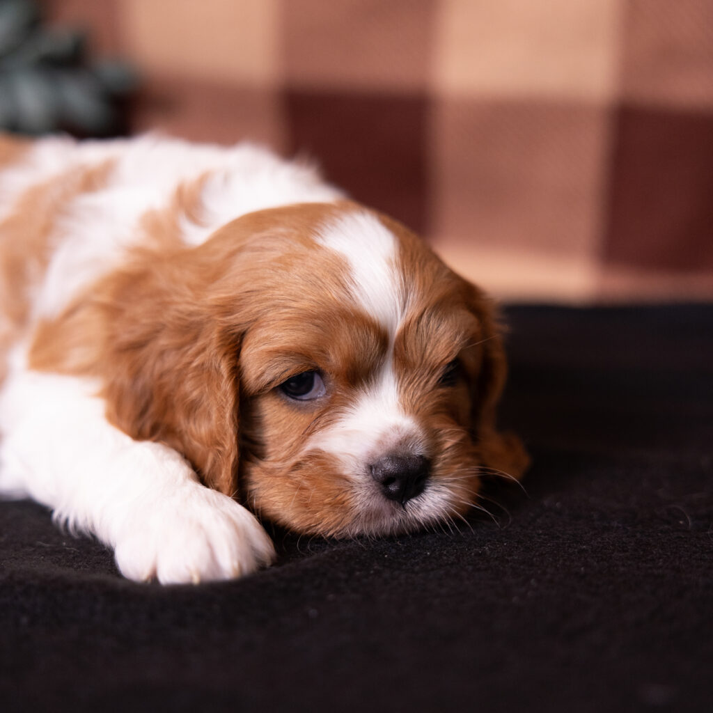 male blenheim cavalier puppy pennsylvania for sale now