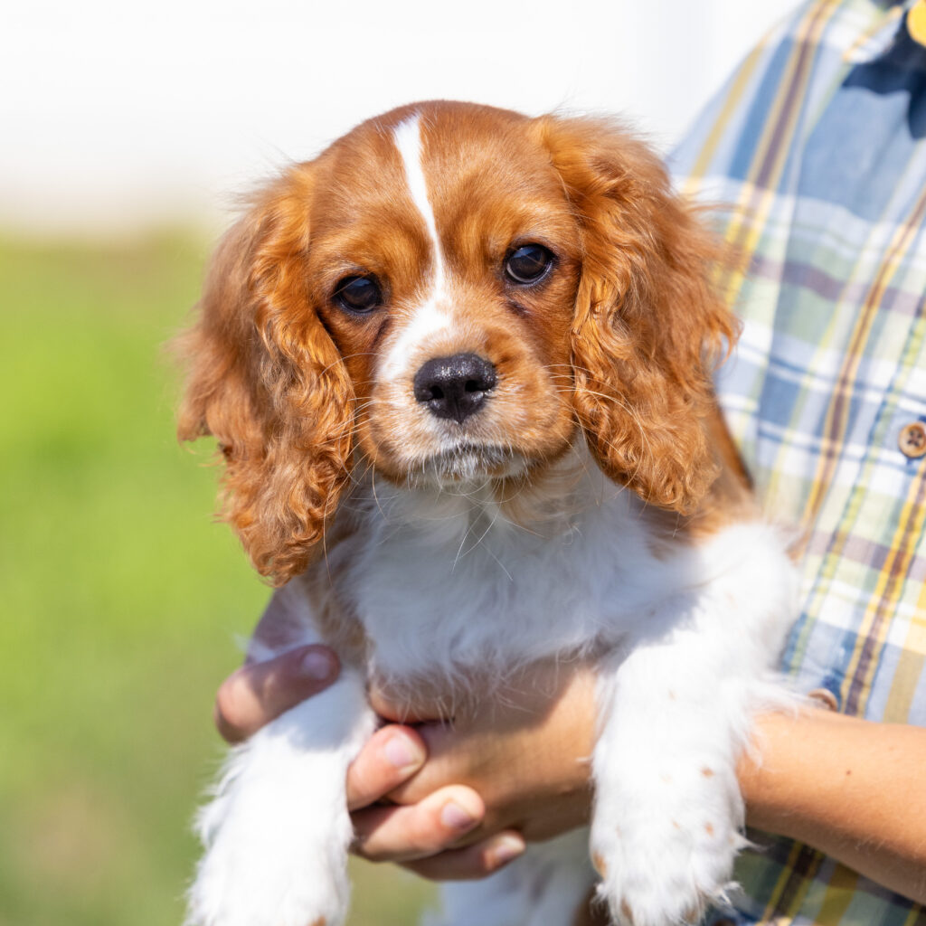 male blenheim cavalier puppy pennsylvania vet checked
