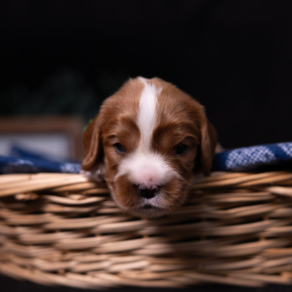 reputable cavalier breeders