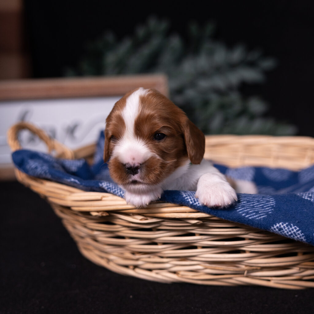 reputable cavalier breeders lancaster