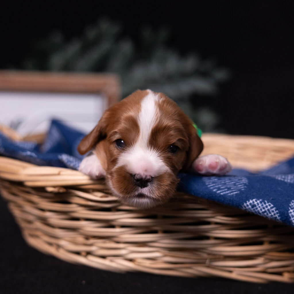 reputable cavalier breeders lancaster pa