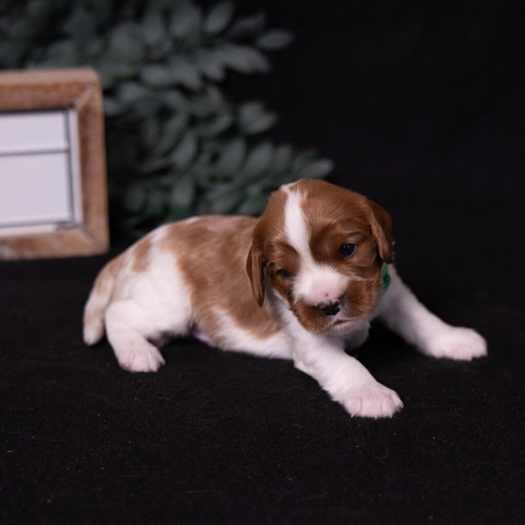 reputable cavalier breeders pa
