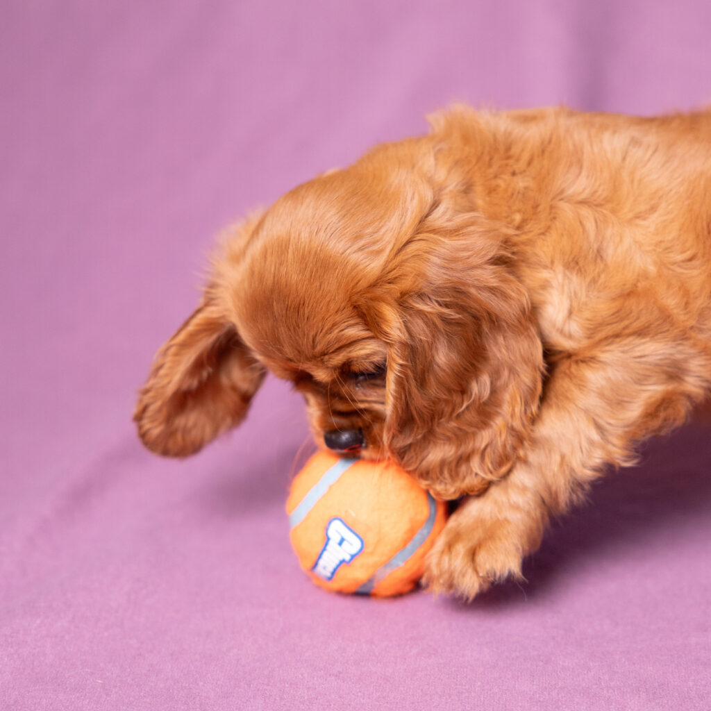 trusted cavalier king charles spaniel breeders near me