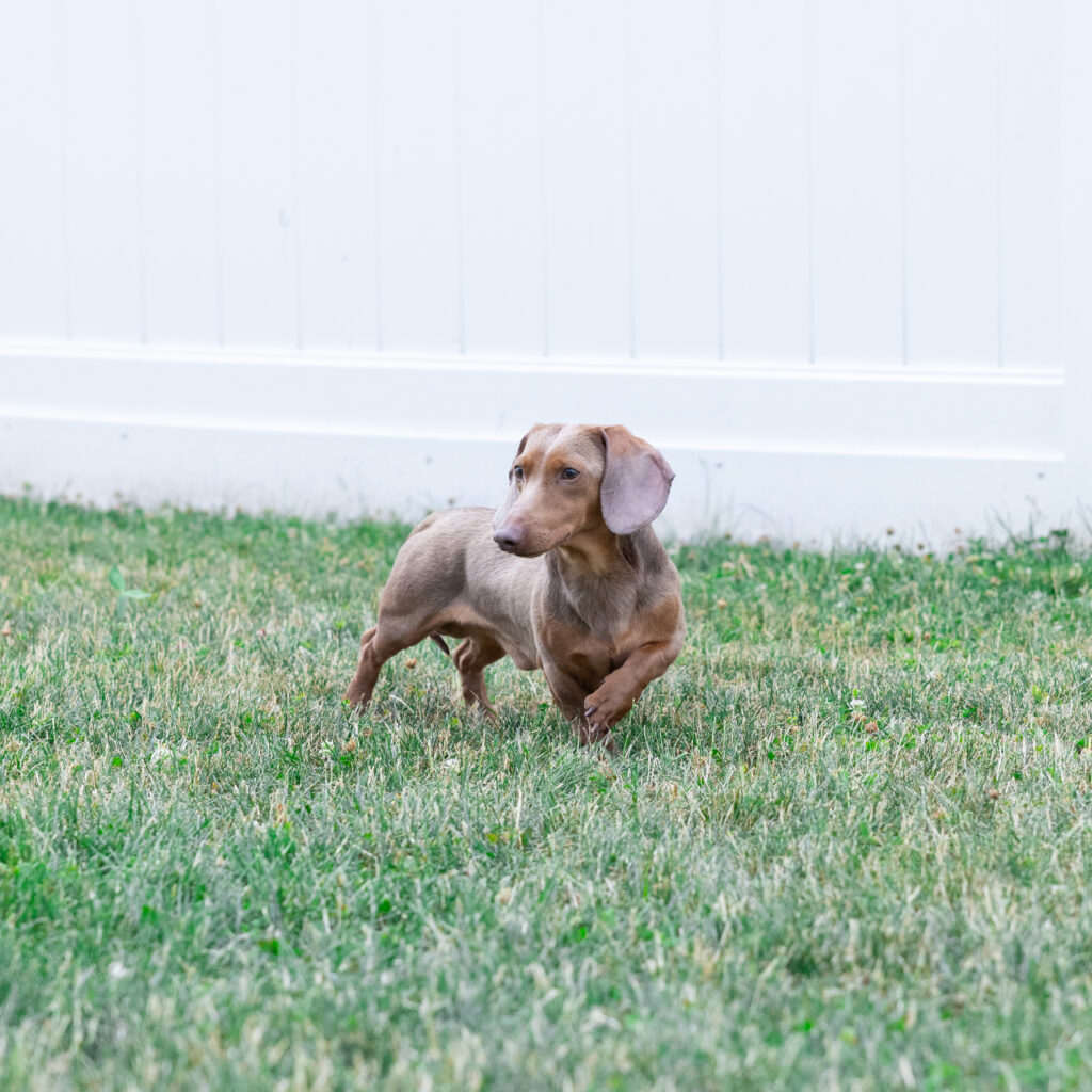 adult dachshund oscar