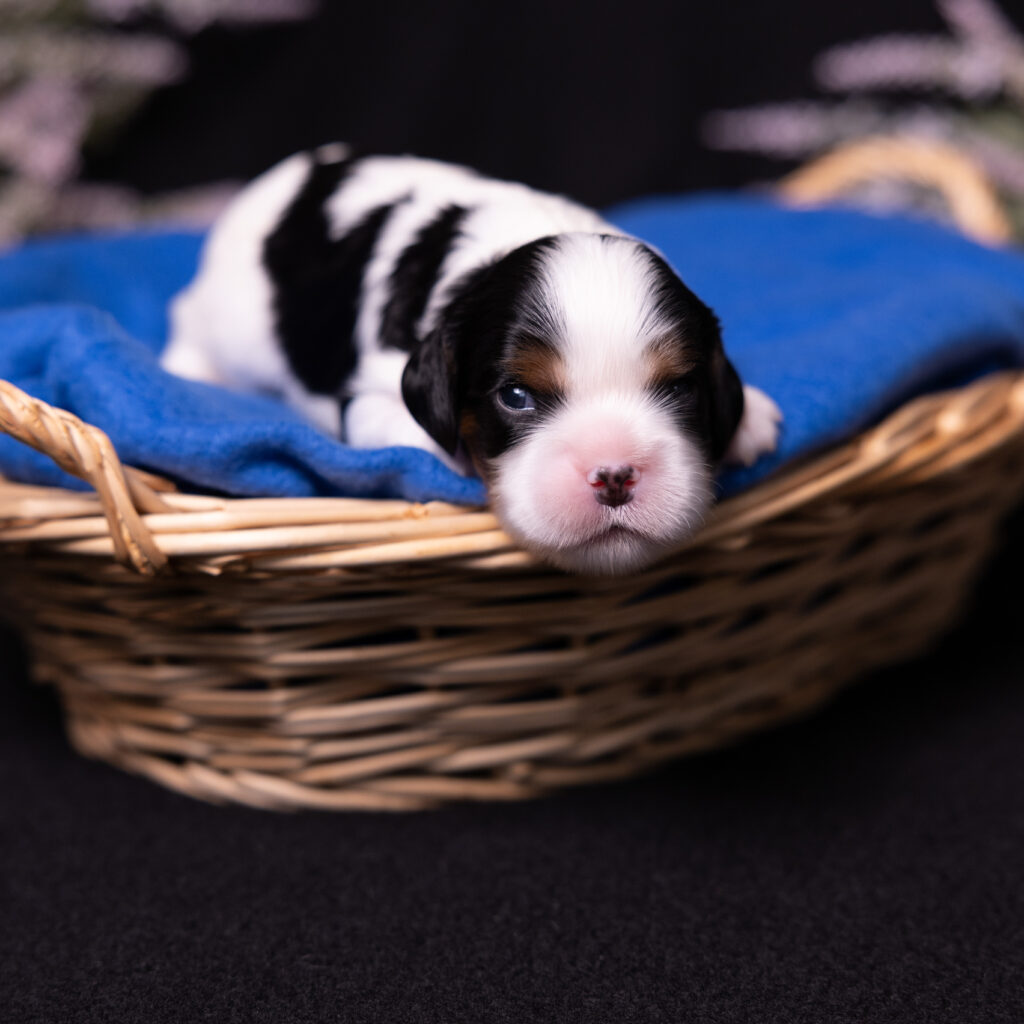 cavalier puppies