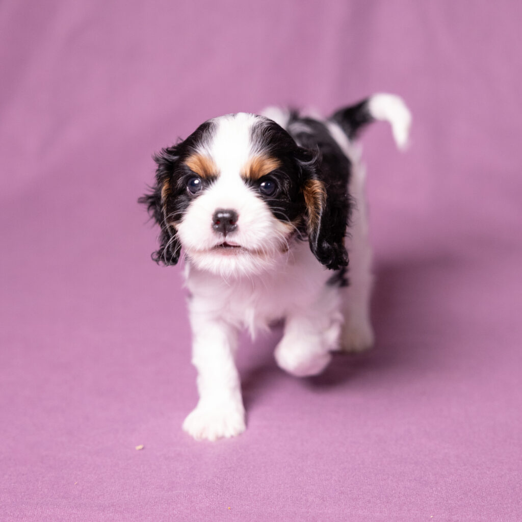 cavalier puppies