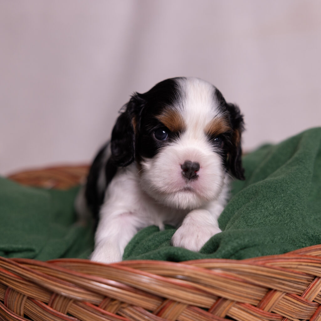 cavalier puppies