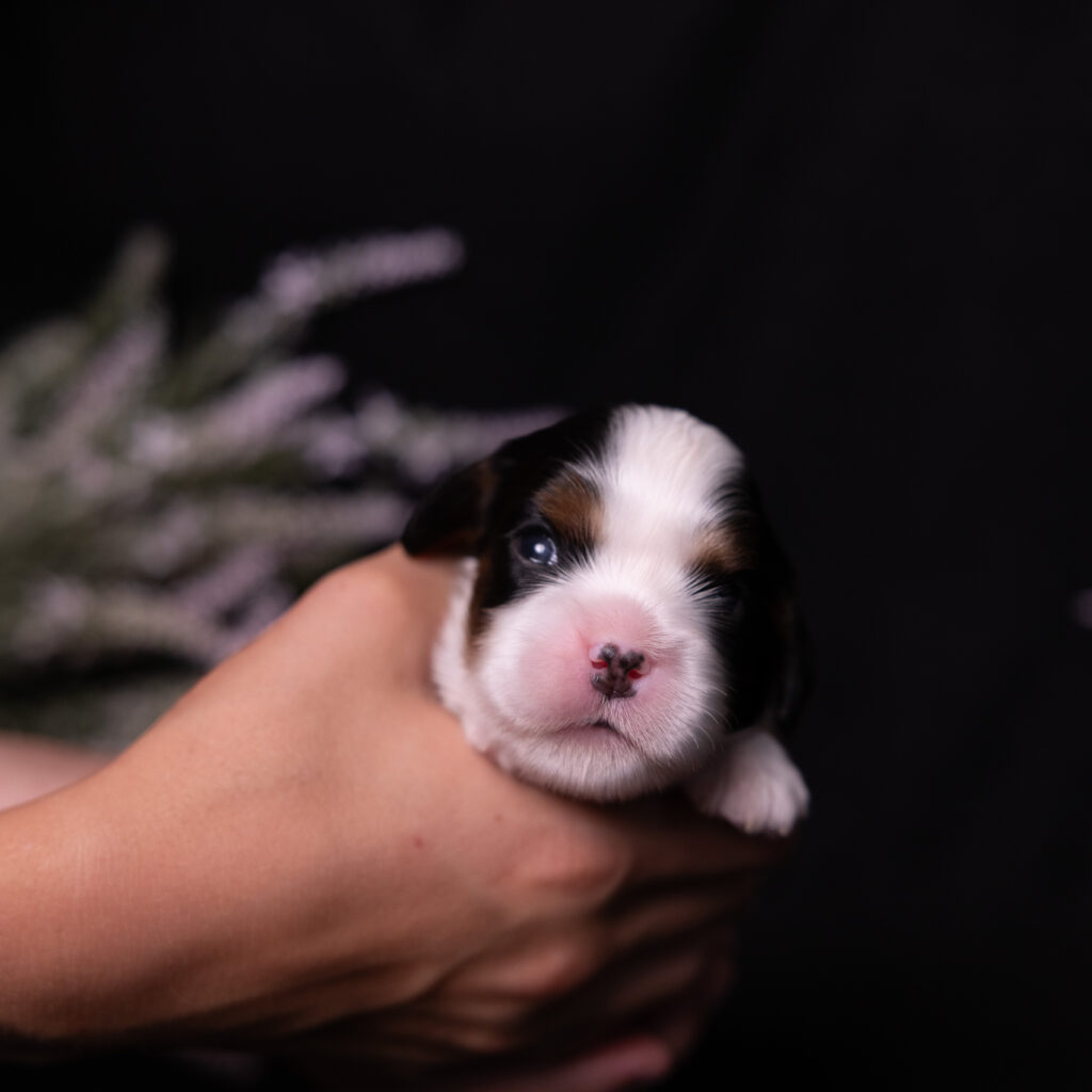 cavalier puppies breeder