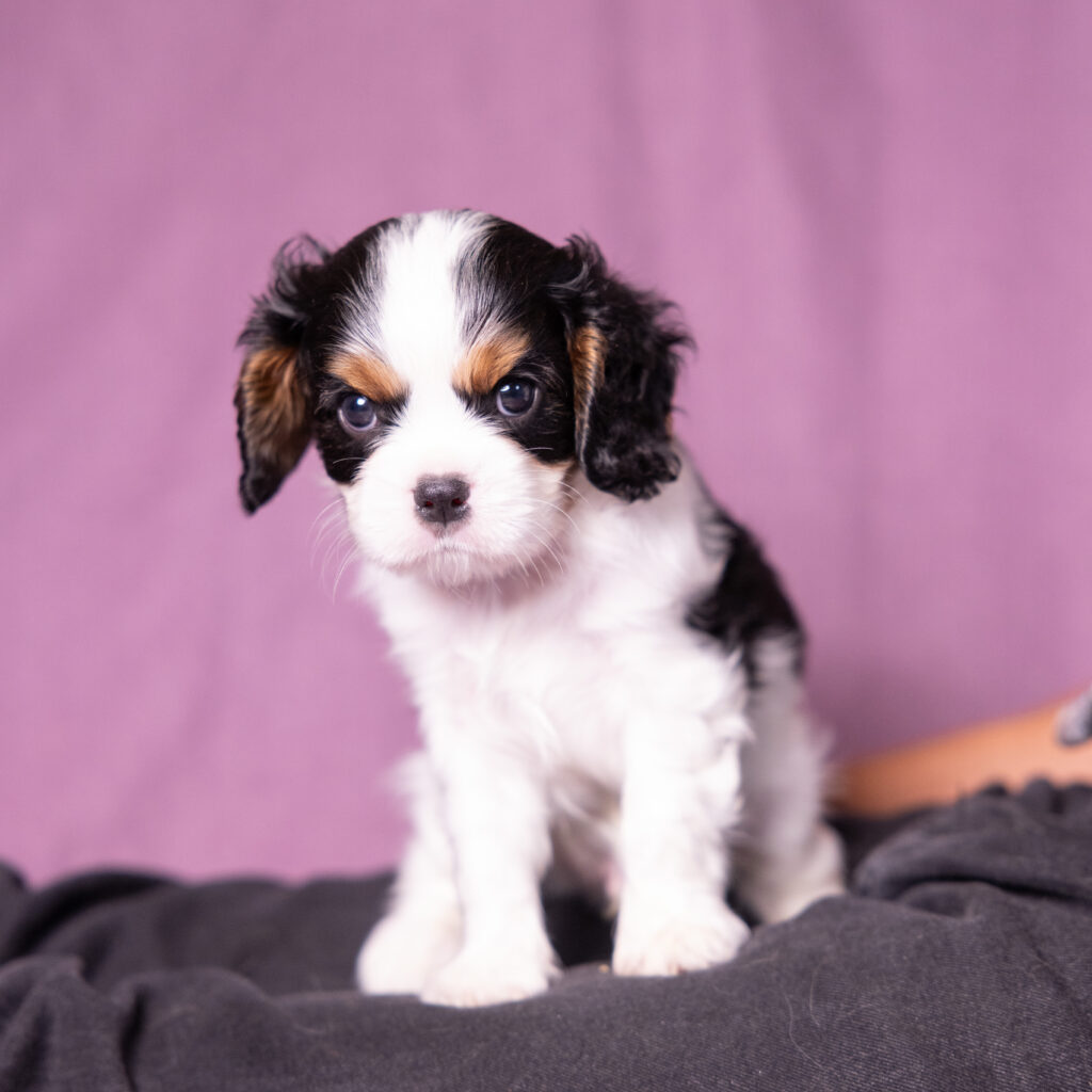cavalier puppies for sale