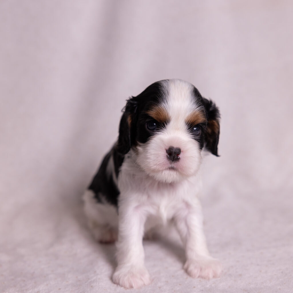 cavalier puppies for sale