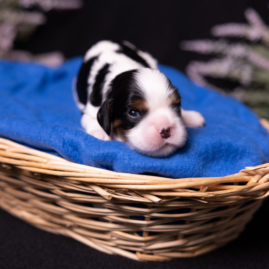 cavalier puppies for sale