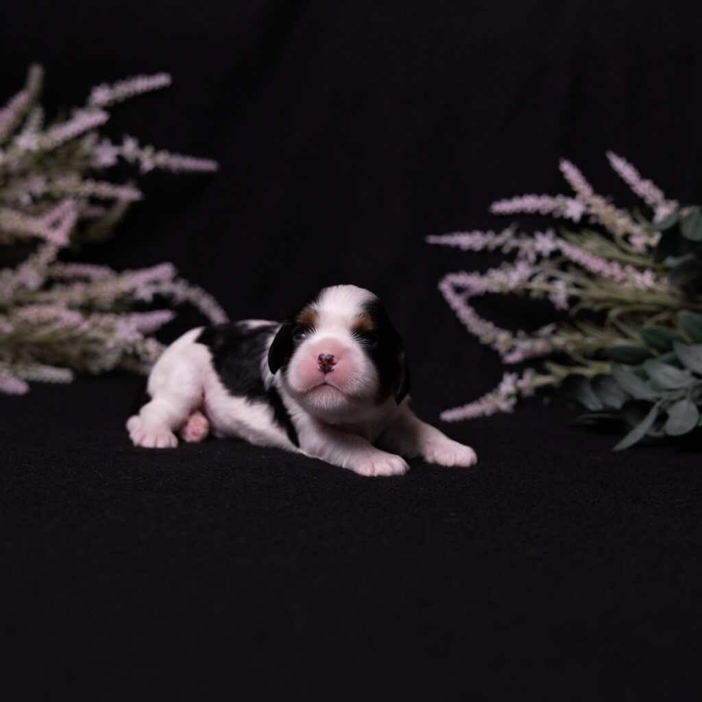cavalier puppies for sale Pennsylvania