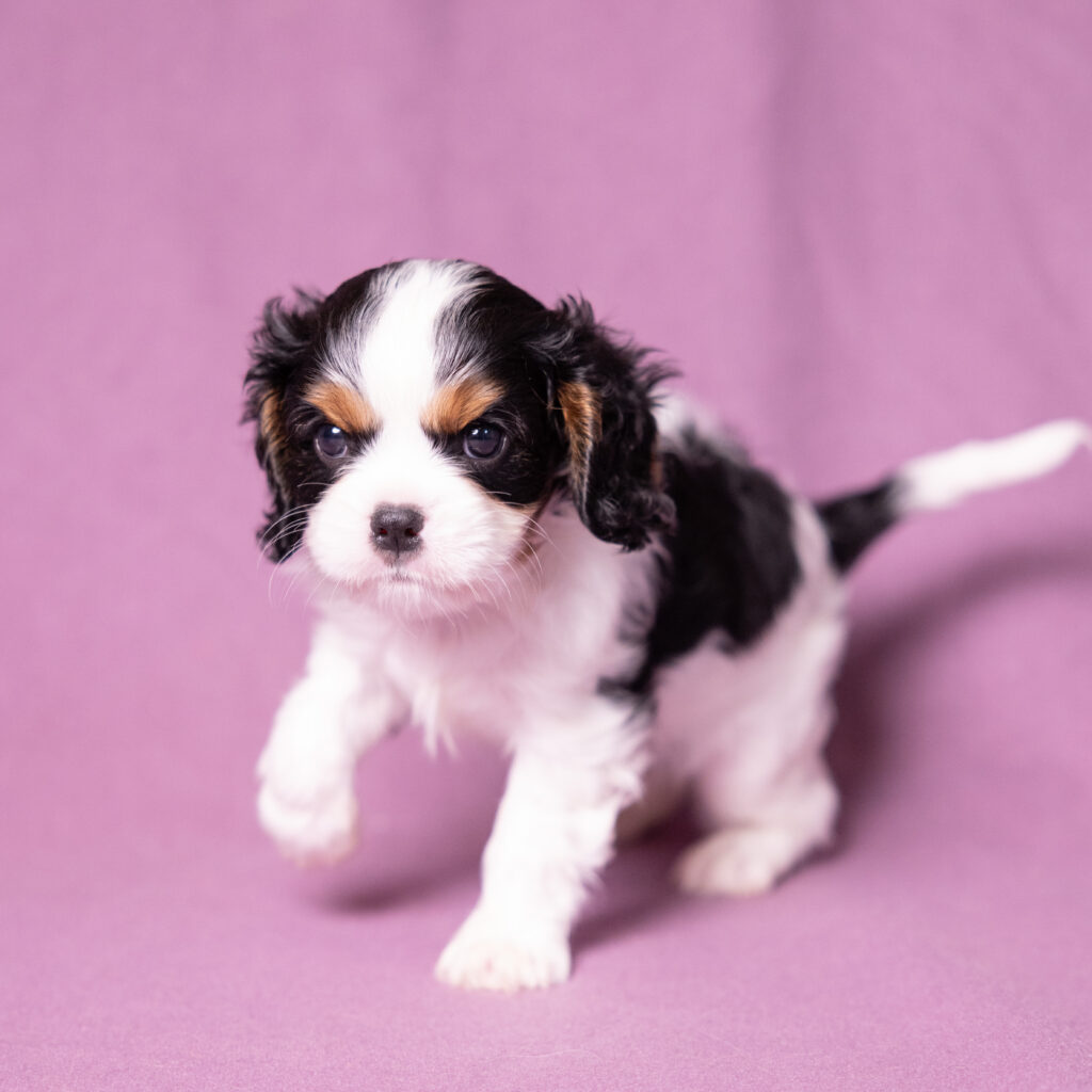 cavalier puppies for sale near me