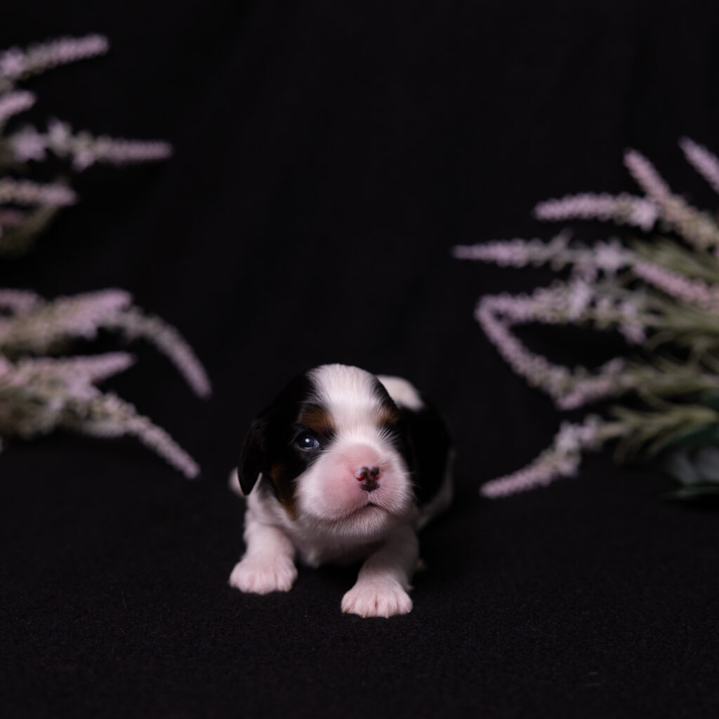 cavalier puppies for sale near me pa
