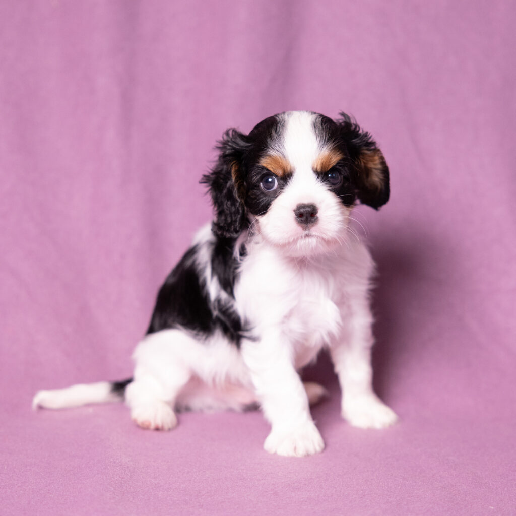 cavalier puppies for sale pa