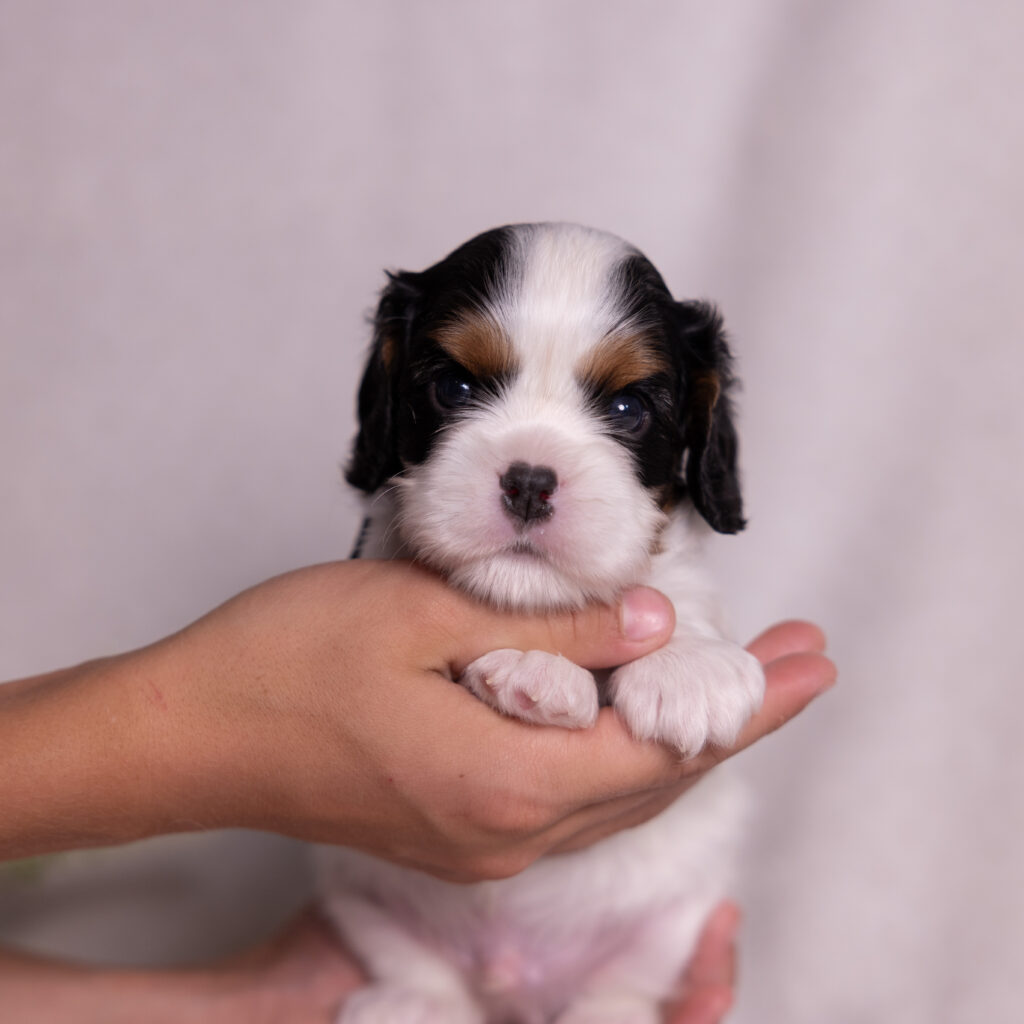 cavalier puppies for sale pa