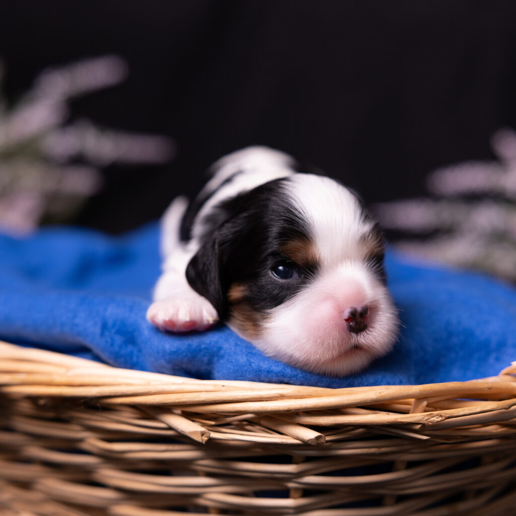 cavalier puppies lancaster