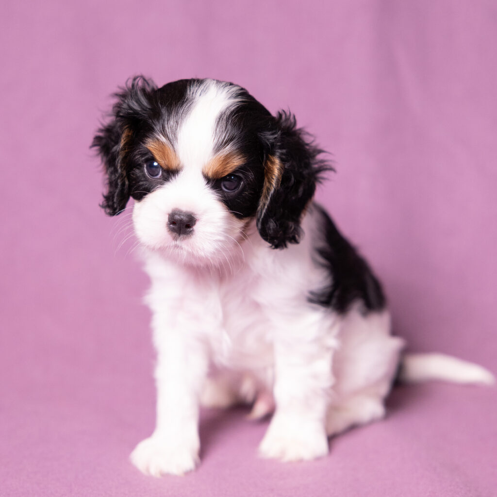 cavalier puppies near me