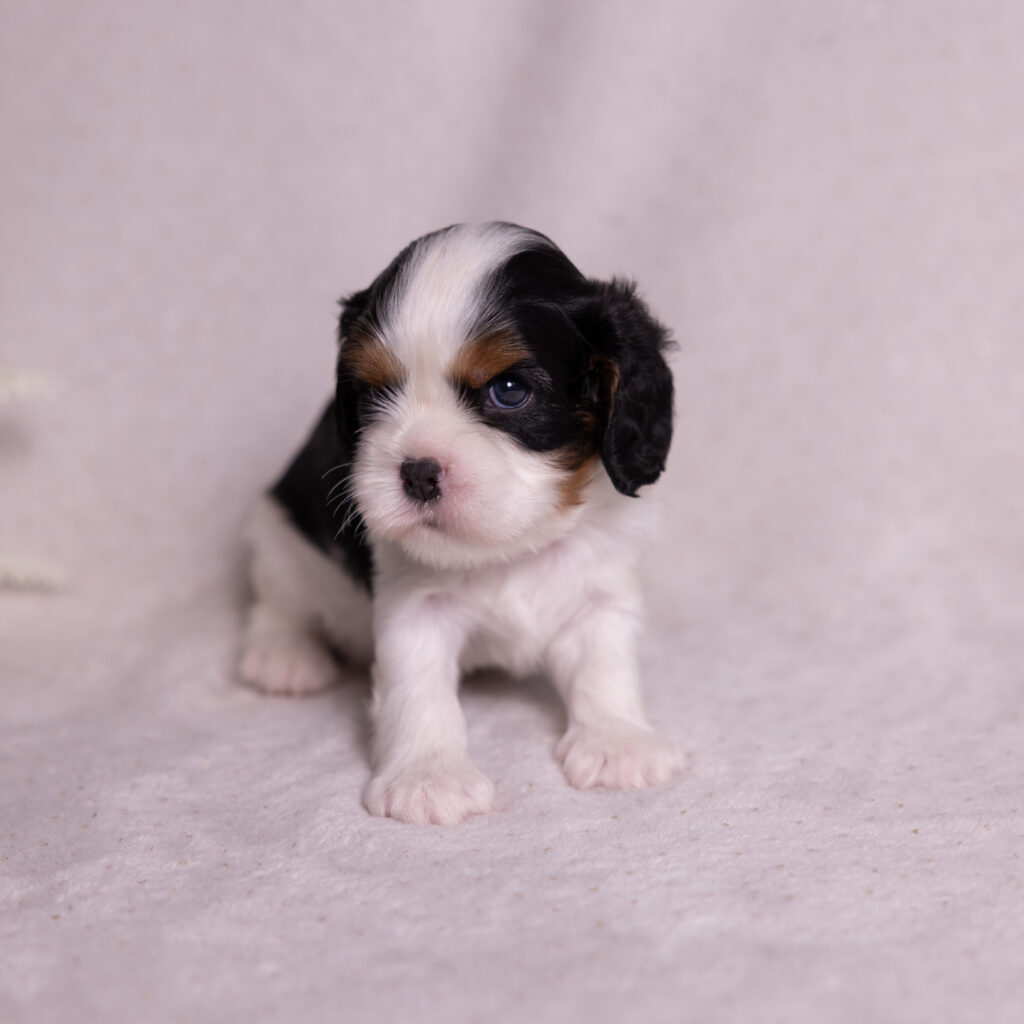 cavalier puppies near me