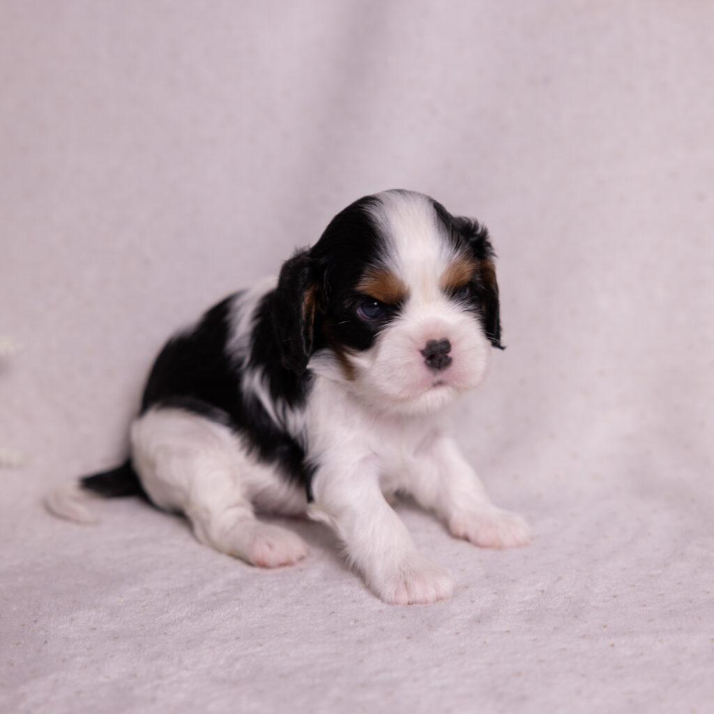 cavalier puppies pa