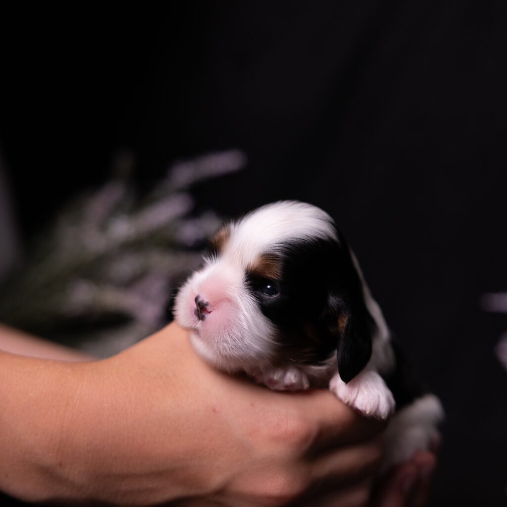 cavalier puppies pa